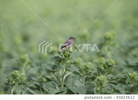 Young northern wheatear (Oenanthe oenanthe) 93823612