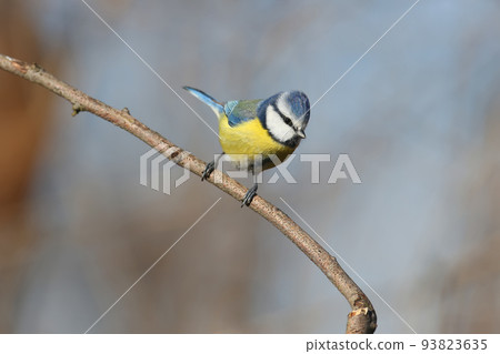 Bold blue tit 93823635
