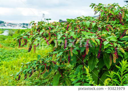 Kawahara的商陸夏天 Kawahara的商陸夏天 93823979