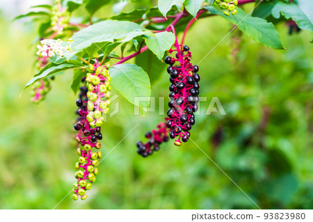 Kawahara的商陸夏天 93823980