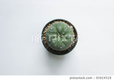 Lophophora fricii or Peyote cactus or Lophophora williamsii , Peyote Lophophora williamsii or cactus 93824528