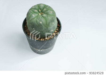 Lophophora fricii or Peyote cactus or Lophophora williamsii , Peyote Lophophora williamsii or cactus 93824529
