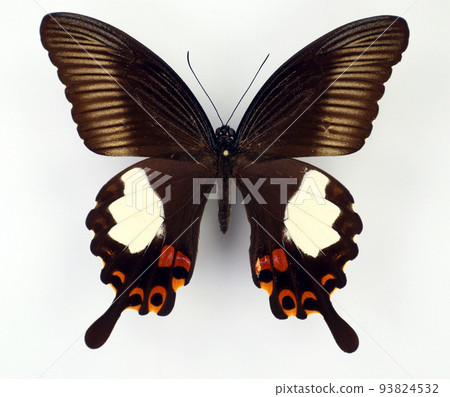 Black white red butterfly Papilio helenus female isolated on white. Papilionidae. Collection butterflies. Lepidoptera. Entomology. 93824532