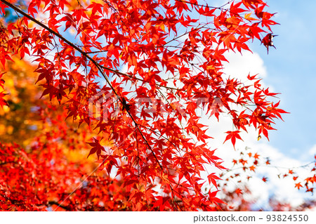 秋天在京都常寂光寺看到的背景中鮮紅的秋葉和藍天 秋天在京都常寂光寺看到的背景中鮮紅的秋葉和藍天 93824550
