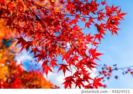 秋天在京都常寂光寺看到的背景中鮮紅的秋葉和藍天 93824551