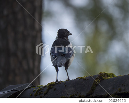 Eurasian magpie, Pica pica bird perching on the roof tiles. Selective focus on eye, copy space Eurasian magpie, Pica pica bird perching on the roof tiles. Selective focus on eye, copy space 93824653