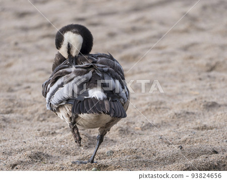 Close up of a barnacle goose, Branta leucopsis standing in the sand and preening her wings on a summer sunny day 93824656