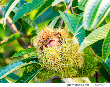 The taste of autumn: delicious-looking chestnuts illuminated by the setting sun 93824658