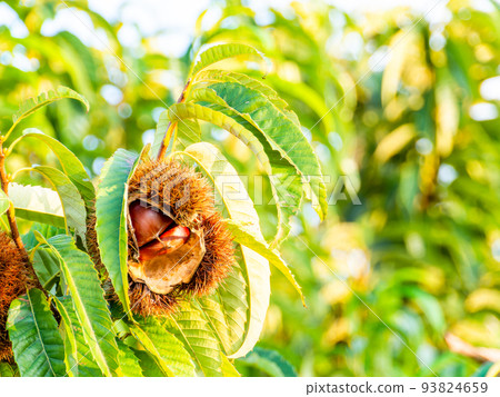 The taste of autumn: delicious-looking chestnuts illuminated by the setting sun 93824659