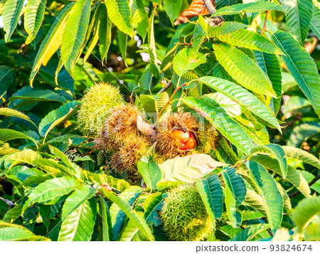 The taste of autumn: delicious-looking chestnuts illuminated by the setting sun 93824674