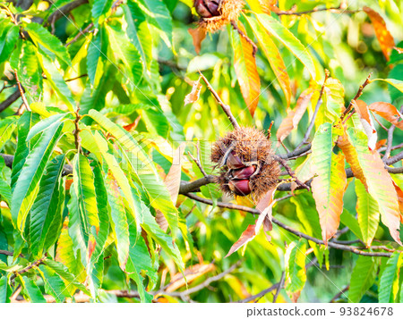 The taste of autumn: delicious-looking chestnuts illuminated by the setting sun The taste of autumn: delicious-looking chestnuts illuminated by the setting sun 93824678
