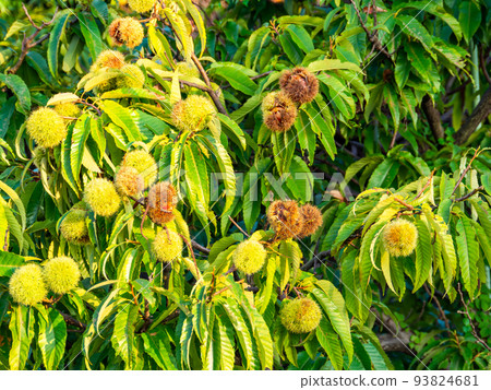 The taste of autumn: delicious-looking chestnuts illuminated by the setting sun The taste of autumn: delicious-looking chestnuts illuminated by the setting sun 93824681