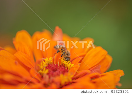 #Dahlia ♯ Flower ♯ Tenjiku Button ♯ Macro Photography ♯ Orange Dahlia ♯ Orange Dahlia ♯ Bee 93825591