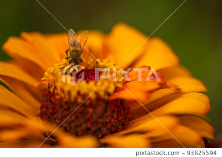 #Dahlia ♯ Flower ♯ Tenjiku Button ♯ Macro Photography ♯ Orange Dahlia ♯ Orange Dahlia ♯ Bee #Dahlia ♯ Flower ♯ Tenjiku Button ♯ Macro Photography ♯ Orange Dahlia ♯ Orange Dahlia ♯ Bee 93825594