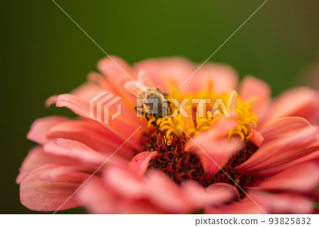 #Dahlia ♯ flower ♯ tenjikubotan ♯ honey bee ♯ honey bee ♯ pink dahlia #Dahlia ♯ flower ♯ tenjikubotan ♯ honey bee ♯ honey bee ♯ pink dahlia 93825832