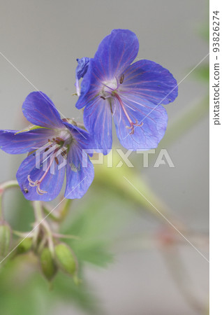 Garden geranium flowers, macro shot 93826274