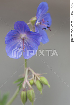 Garden geranium flowers, macro shot 93826276