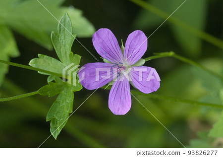 Garden geranium flowers, macro shot 93826277
