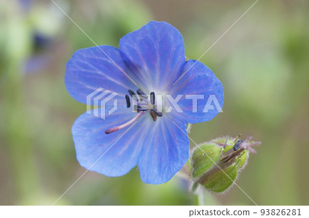 Garden geranium flowers, macro shot 93826281