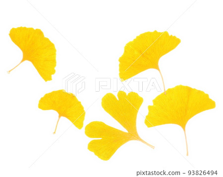 Illustration style leaves 93826494