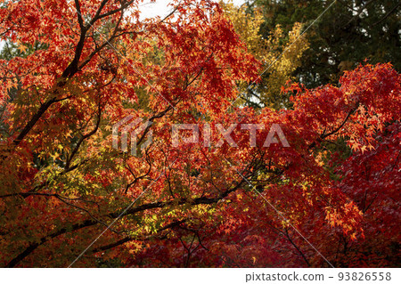 鮮紅的秋葉 鮮紅的秋葉 93826558