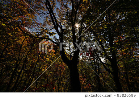 Hinoyama autumn leaves 93826599