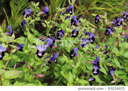 在日本夏日花園中綻放的 Torenia 海軍藍花 93826935