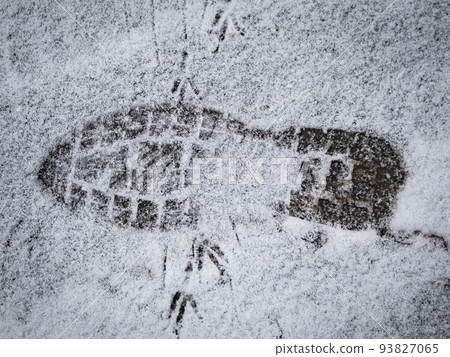 One footstep on light fresh friable snow with many bird footprints One footstep on light fresh friable snow with many bird footprints 93827065