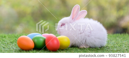 Adorable and cute new born rabbit. Adorable and cute new born rabbit. 93827541
