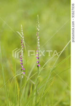 一朵粉紅色的Nejibana在夏日的草地上靜靜綻放 93827836