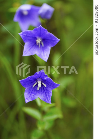 山腳下鮮豔的風鈴草盛開。 93828080