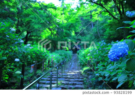 太平山繡球花坡上的繡球花 / 栃木縣栃木市 93828199