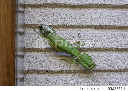 A praying mantis laying eggs Kurashiki City, Okayama Prefecture 93828214