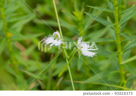 Habenwort（佐賀縣橿原濕地） 93828373