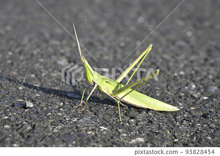 肖亮螞蚱 93828454