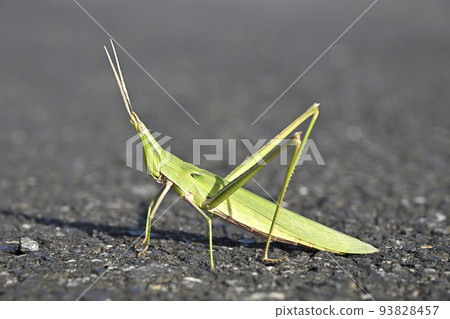 肖亮螞蚱 93828457