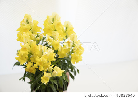 Yellow goldfish grass displayed on the windowsill 93828649