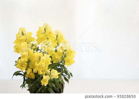 Yellow goldfish grass on the windowsill 93828650