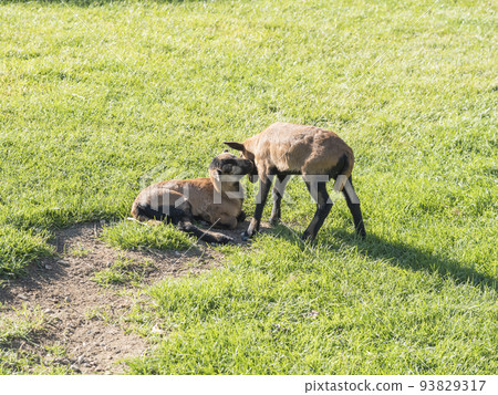 Two cute lambs of Cameroon sheep, Cameroon Dwarf sheep plays on green grass pasture, selective focus. 93829317