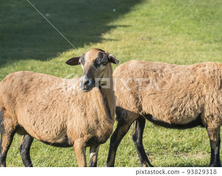 Portrait of Cameroon sheep, Cameroon Dwarf sheep on green grass pasture, looking into the lens, selective focus. 93829318
