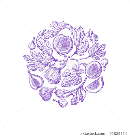 Violet figs in circle Vector engraving Fresh fruit Violet figs in circle Vector engraving Fresh fruit 93829334