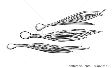 Onion set. Leek, scallion engraving. Vector sketch Onion set. Leek, scallion engraving. Vector sketch 93829339