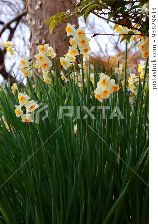 The arrival of spring Narcissus flowers The arrival of spring Narcissus flowers 93829413