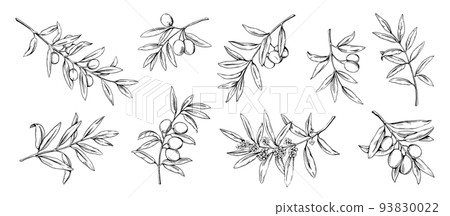 Olive branch. Hand drawn flowers or leaves. Mediterranean flora. Agriculture plants. Foliage sketch art. Greek botanical engraving elements set. Vegetarian oil. Vector illustration 93830022