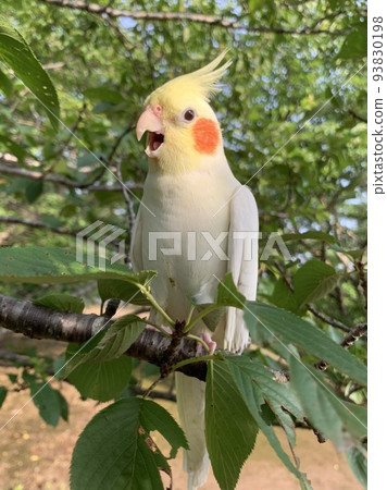 玄鳳鸚鵡 玄鳳鸚鵡 93830198