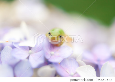 一隻青蛙 93830328