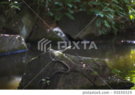 一條蛇 93830329