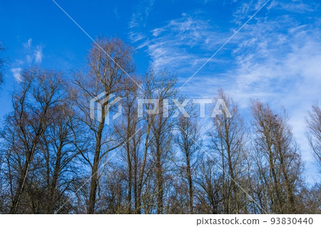 tall trees in the blue sky tall trees in the blue sky 93830440