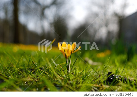 Crocus 93830445