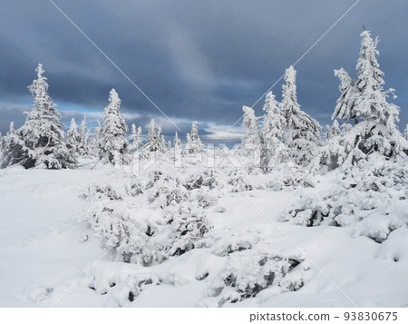 View of winter landscape with snowy spruce tree forest with snow covered conifers. Krkonose Mountains, Czech Republic, cloudy day, dramatic sky, blue clouds View of winter landscape with snowy spruce tree forest with snow covered conifers. Krkonose Mountains, Czech Republic, cloudy day, dramatic sky, blue clouds 93830675